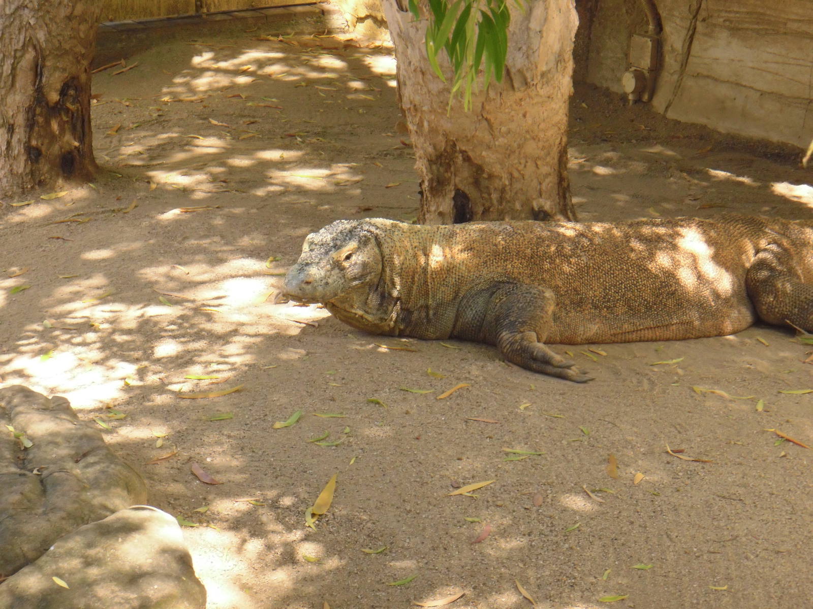 Komodo Dragon