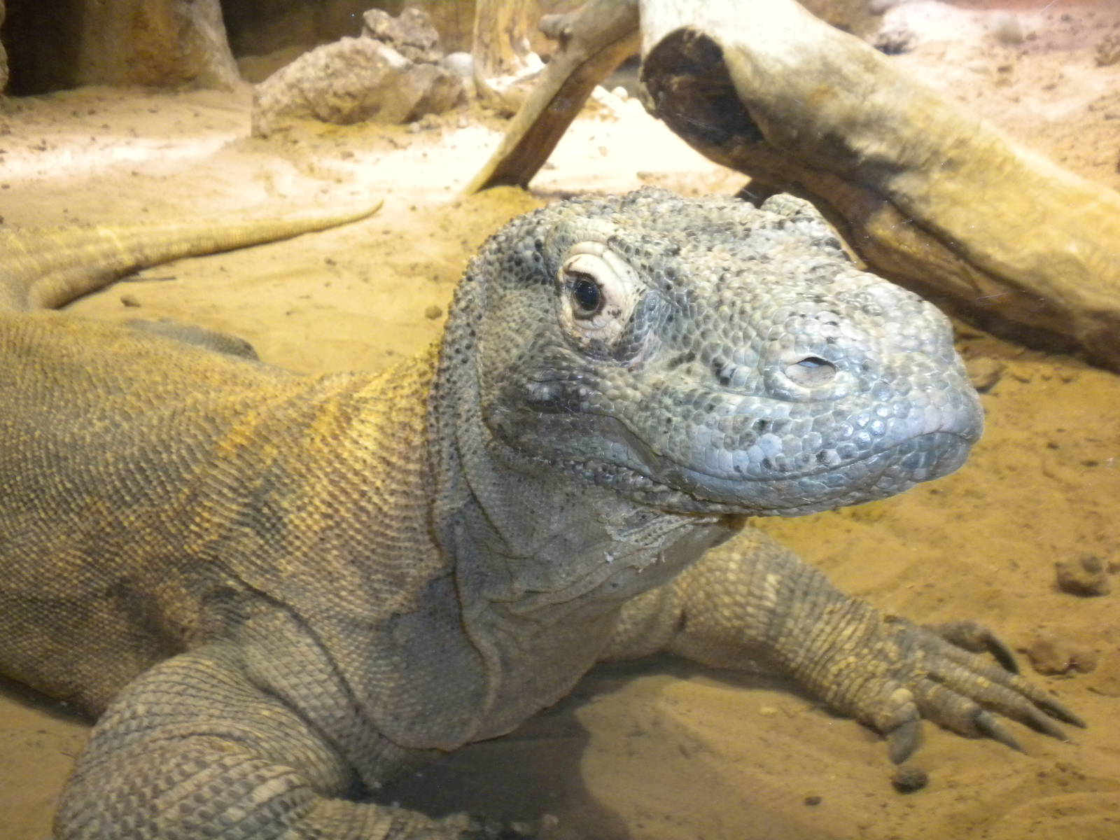 Komodo Dragon
