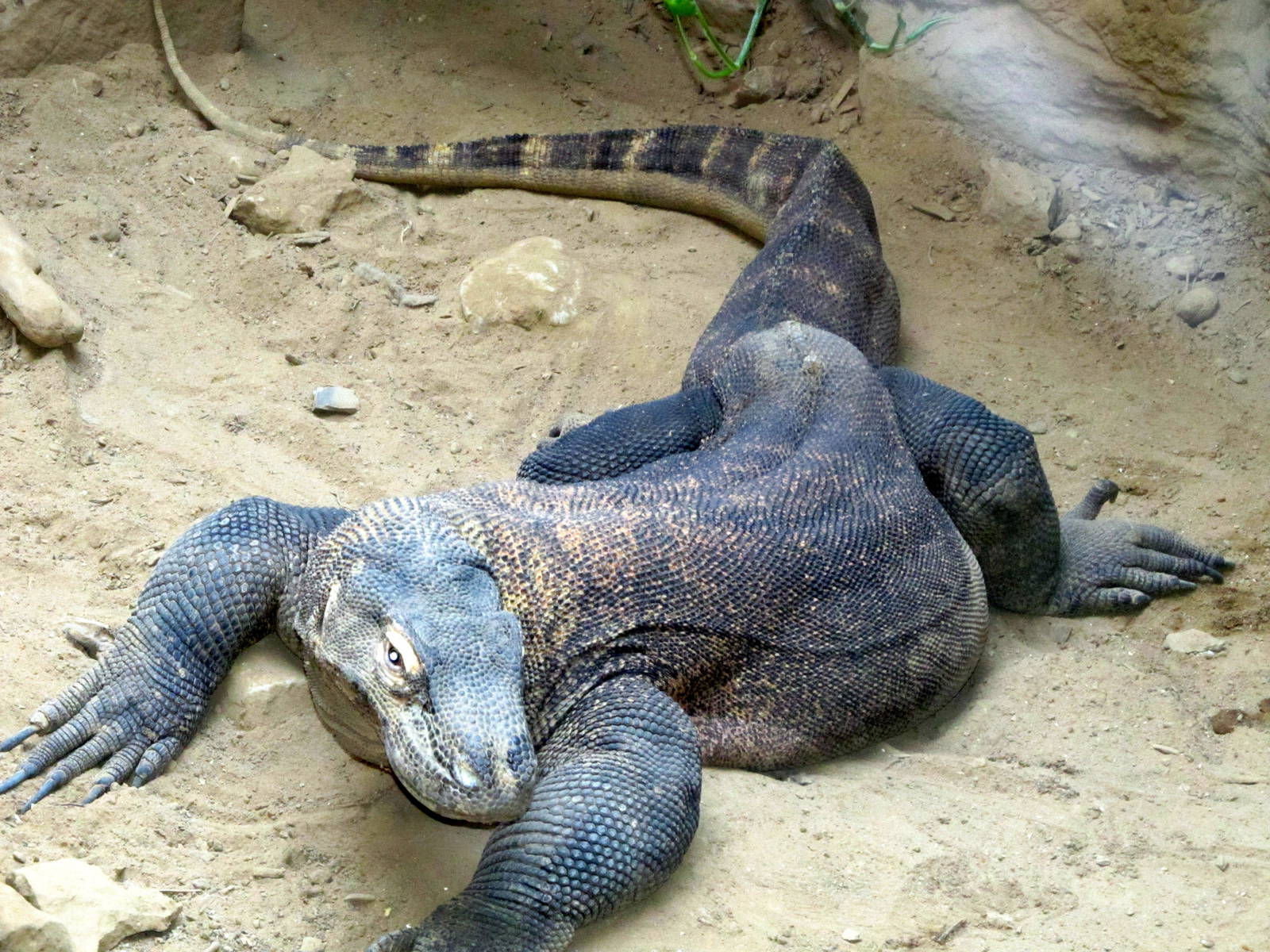 Komodo Dragon