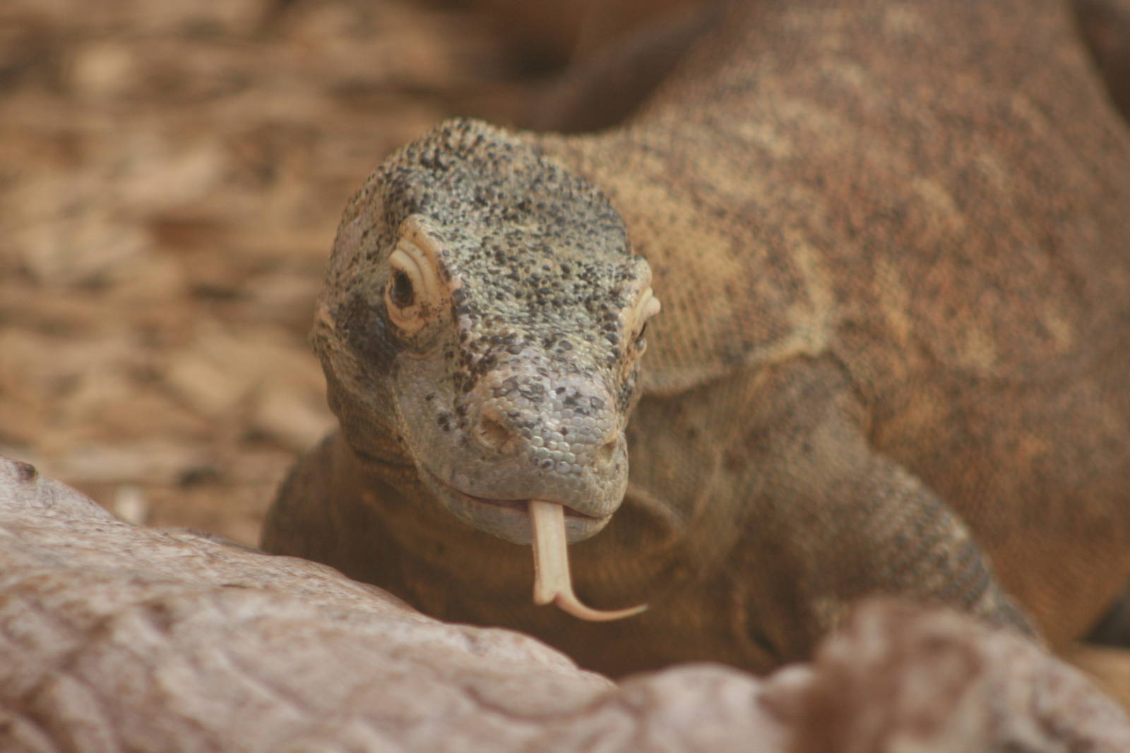 Komodo Dragon