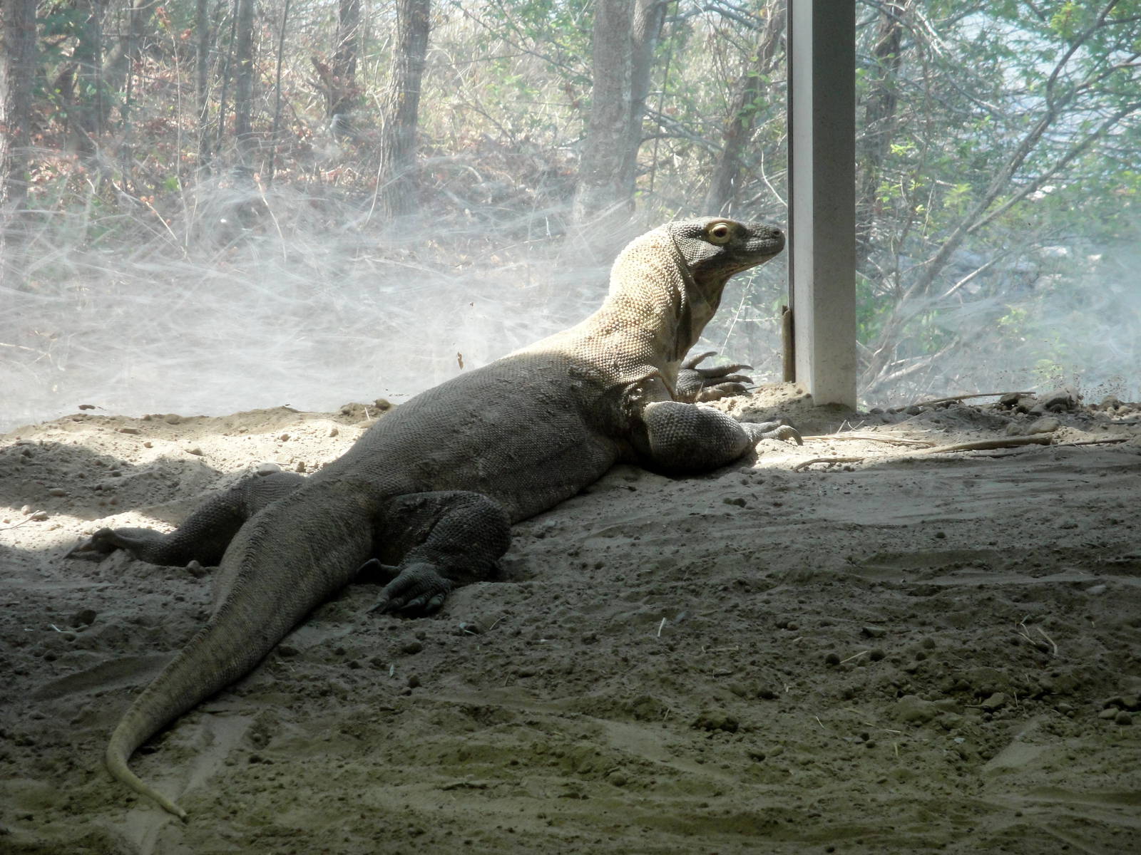 Komodo Dragon