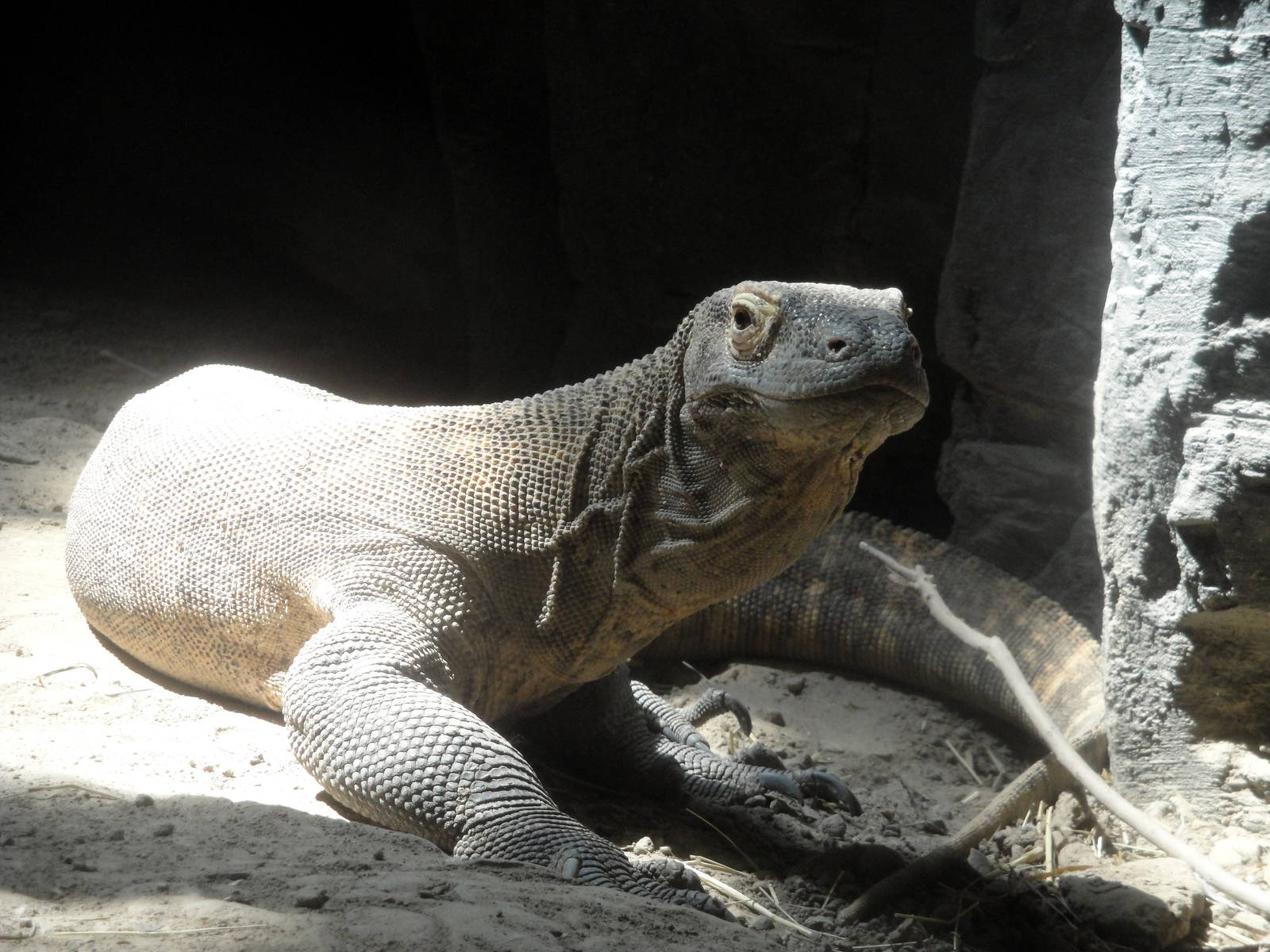 Komodo Dragon