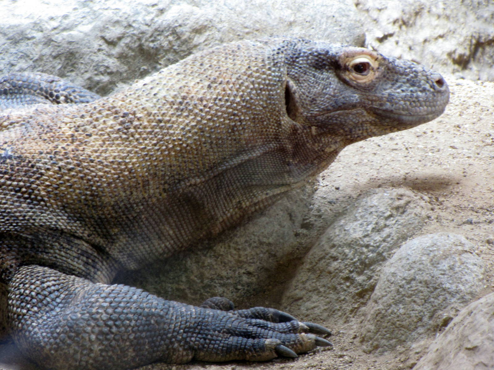 Komodo Dragon