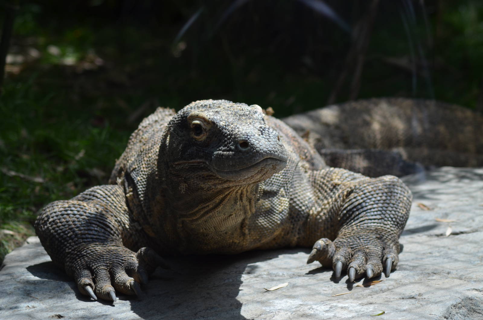 Komodo Dragon