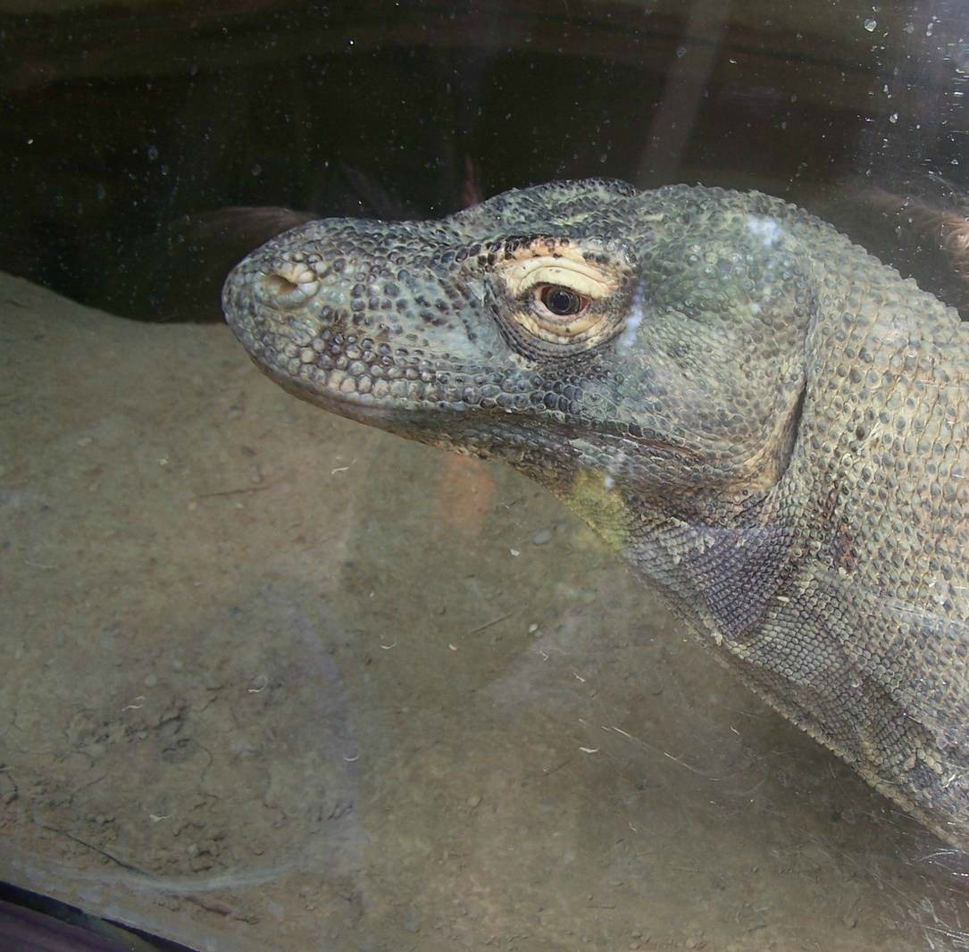 Komodo Dragon