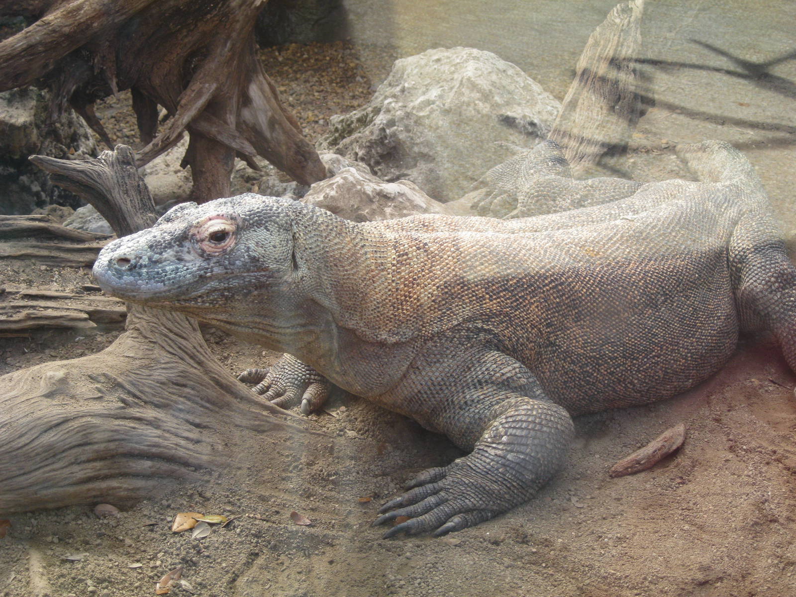 Komodo Dragon