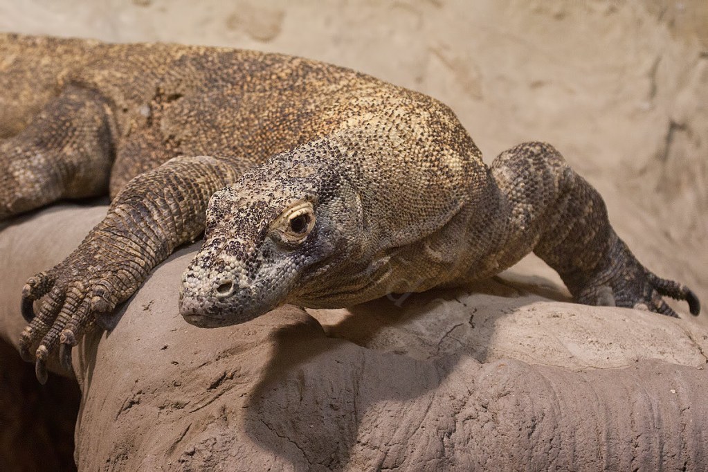 Komodo Dragon