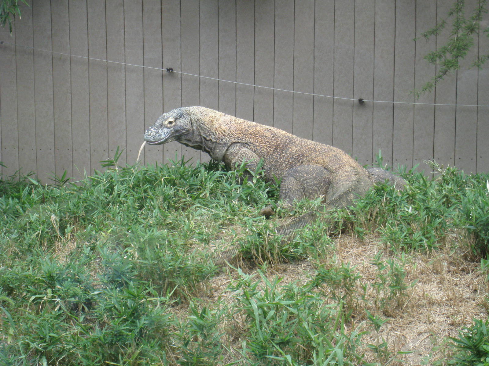 Komodo Dragon