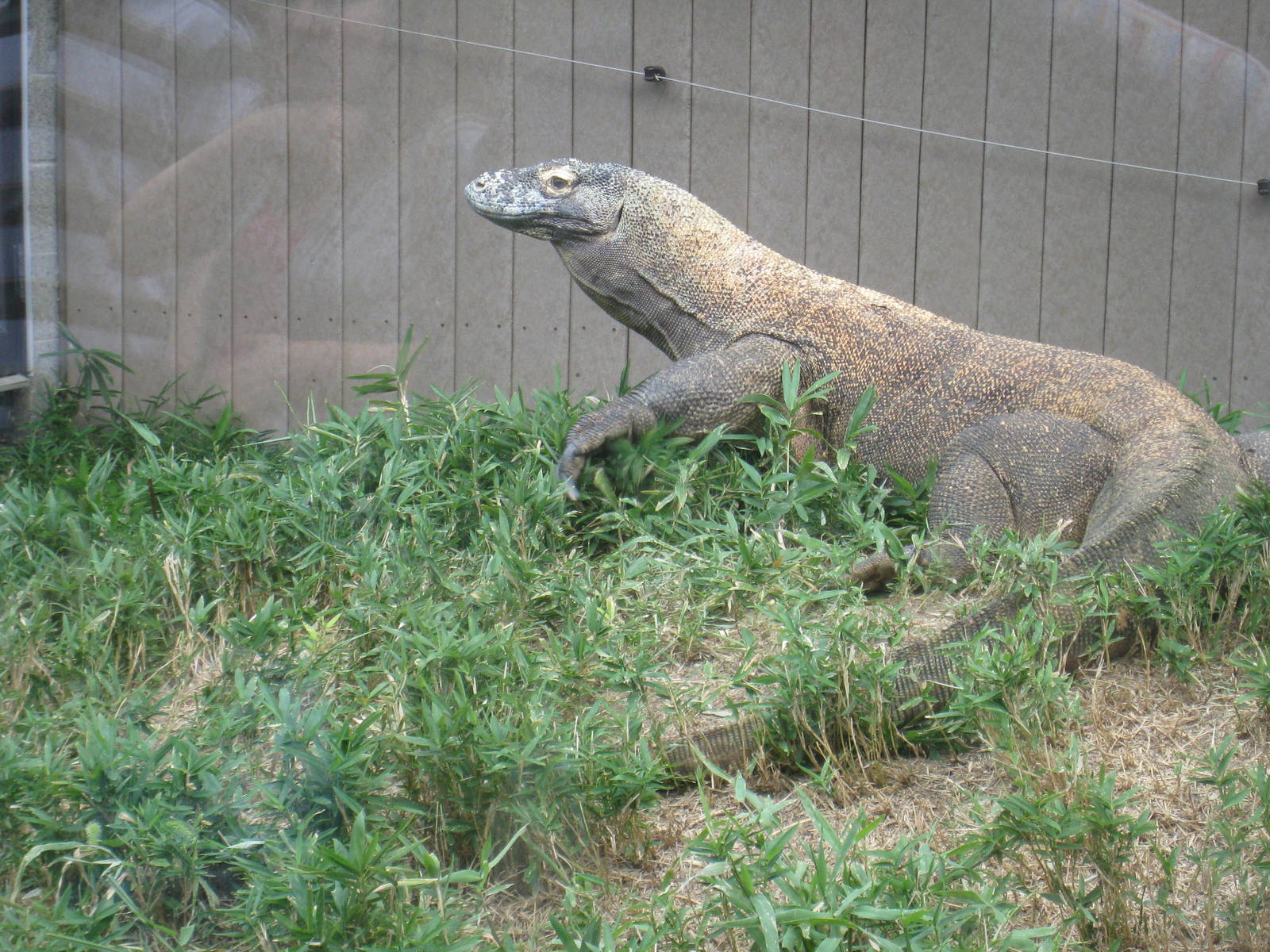 Komodo Dragon