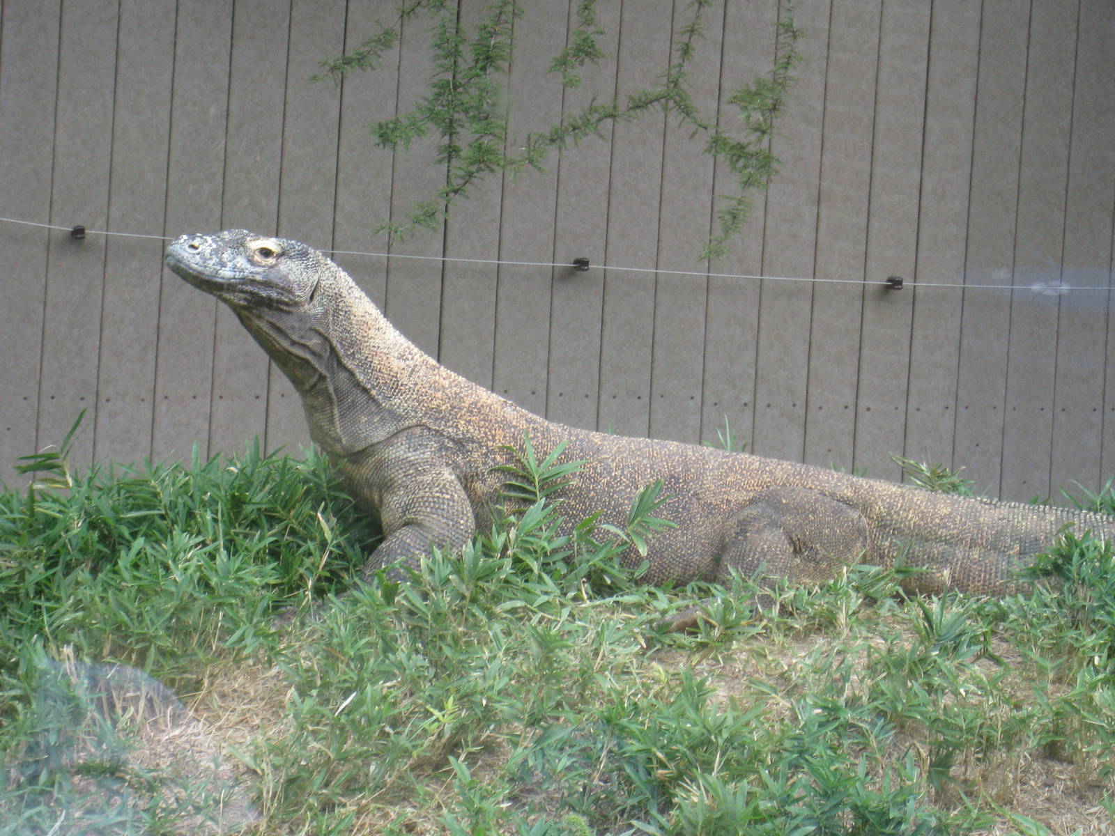 Komodo Dragon