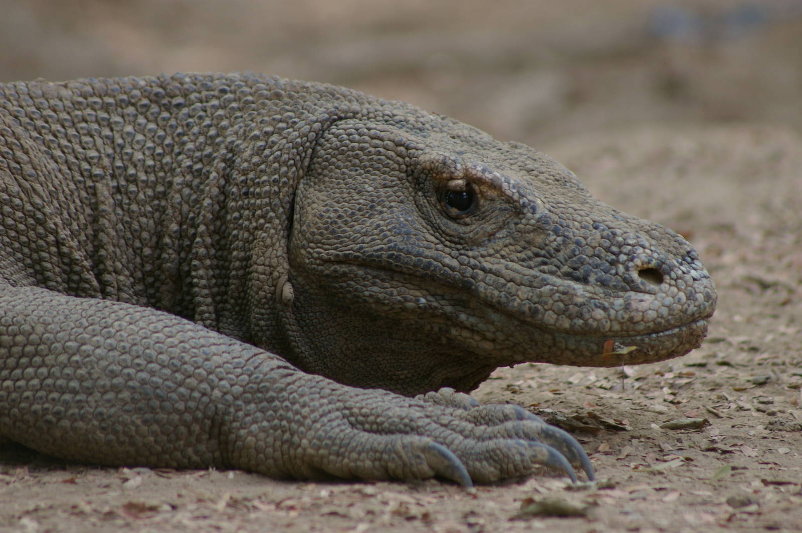 Komodo dragon