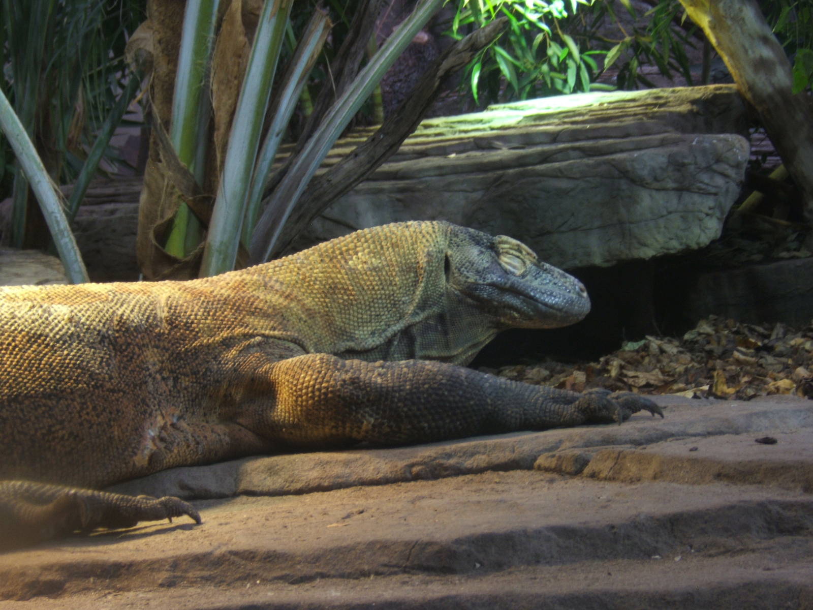 Komodo Dragon