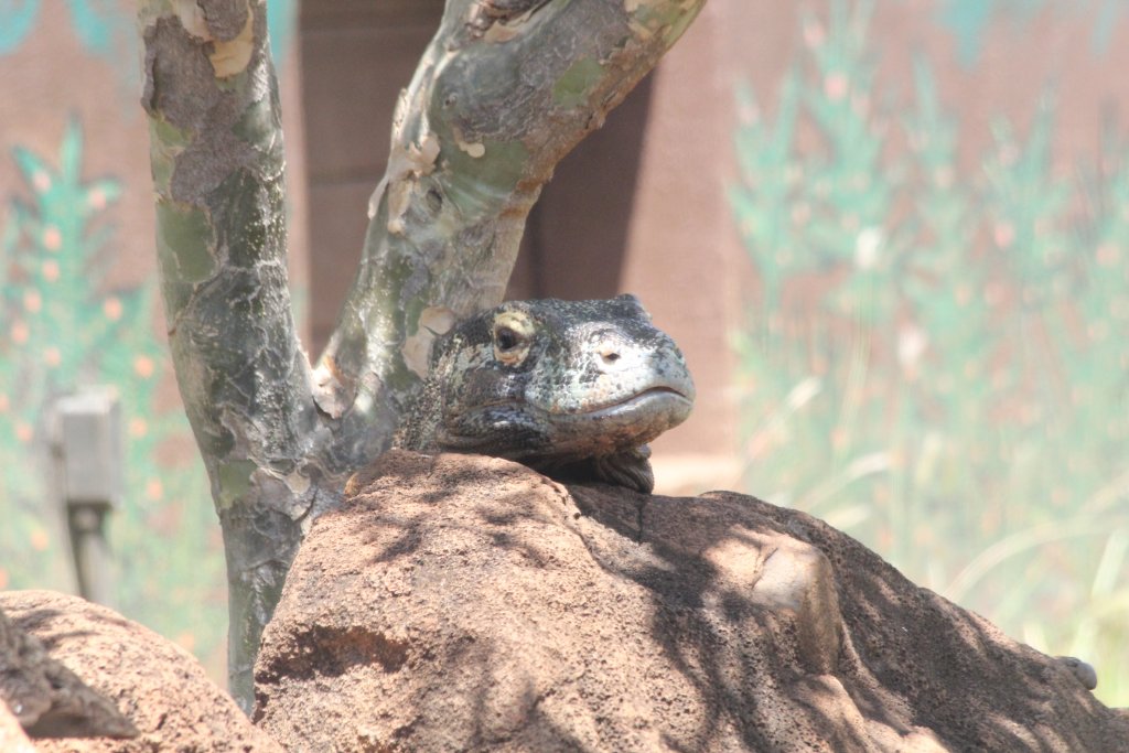 Komodo Dragon