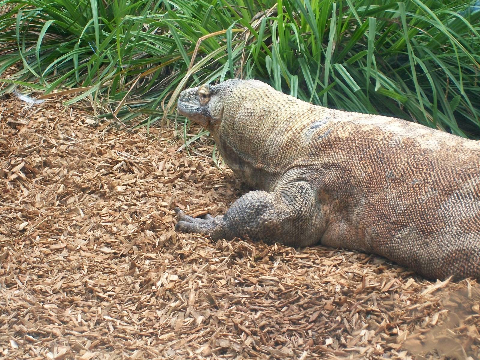 Komodo Dragon