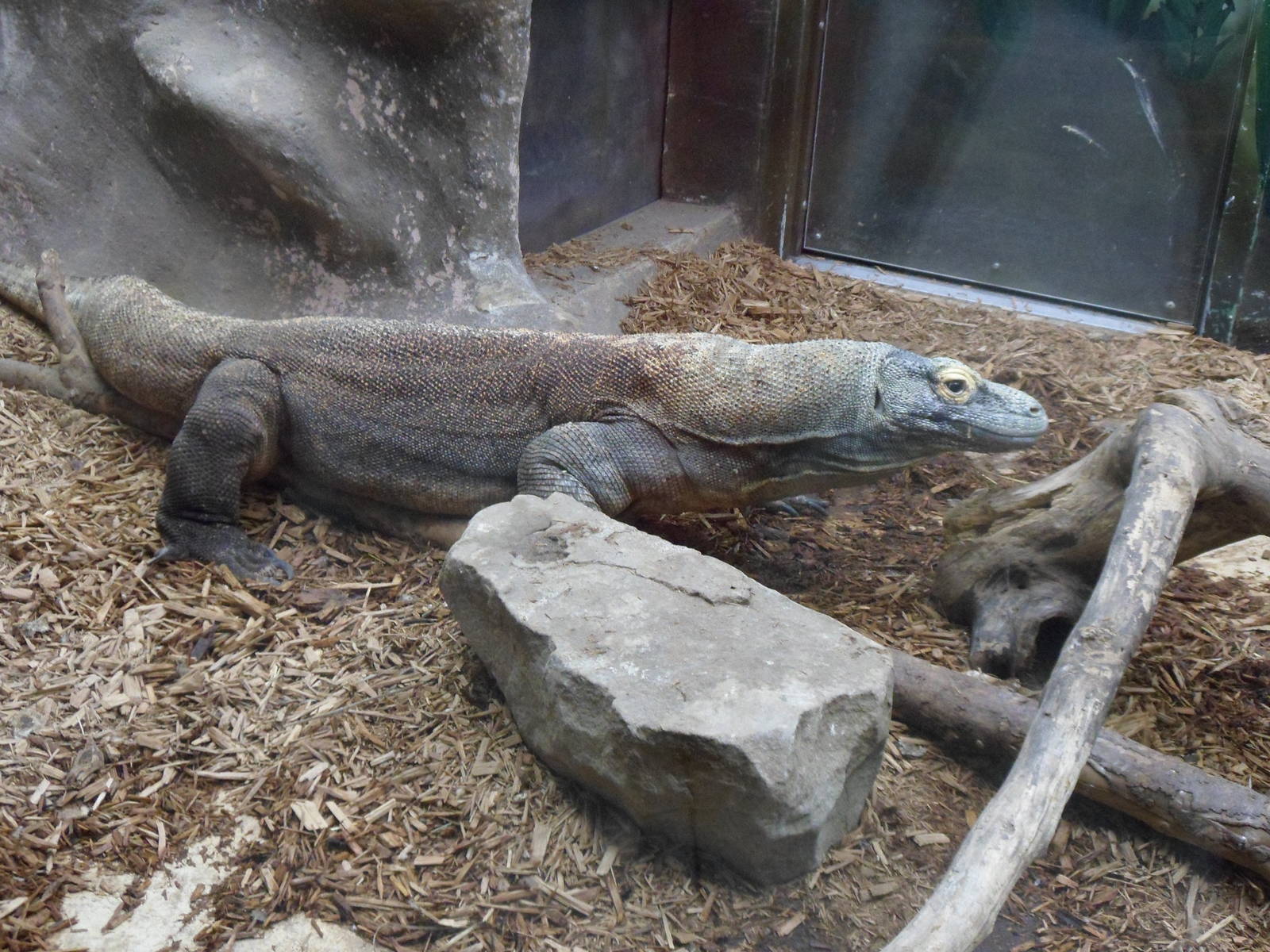 Komodo Dragon