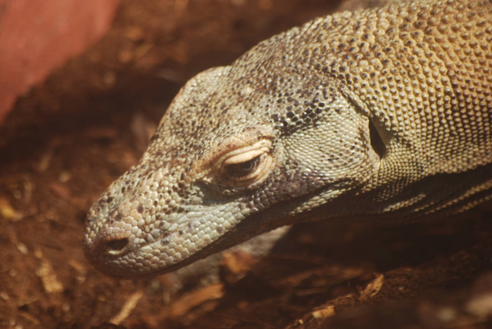 Komodo dragon
