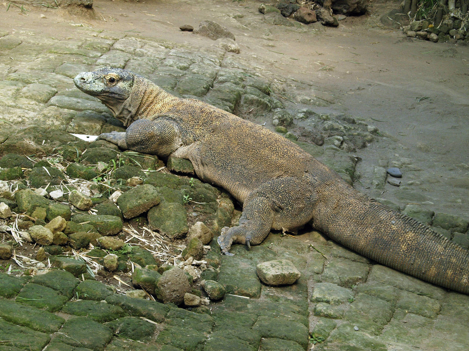 Komodo dragon