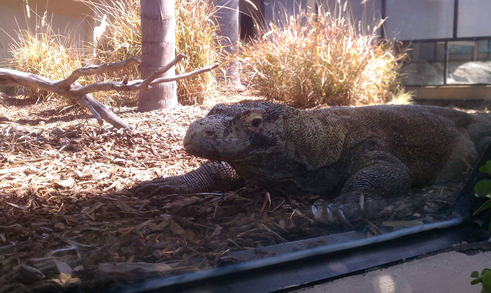 Komodo Dragon