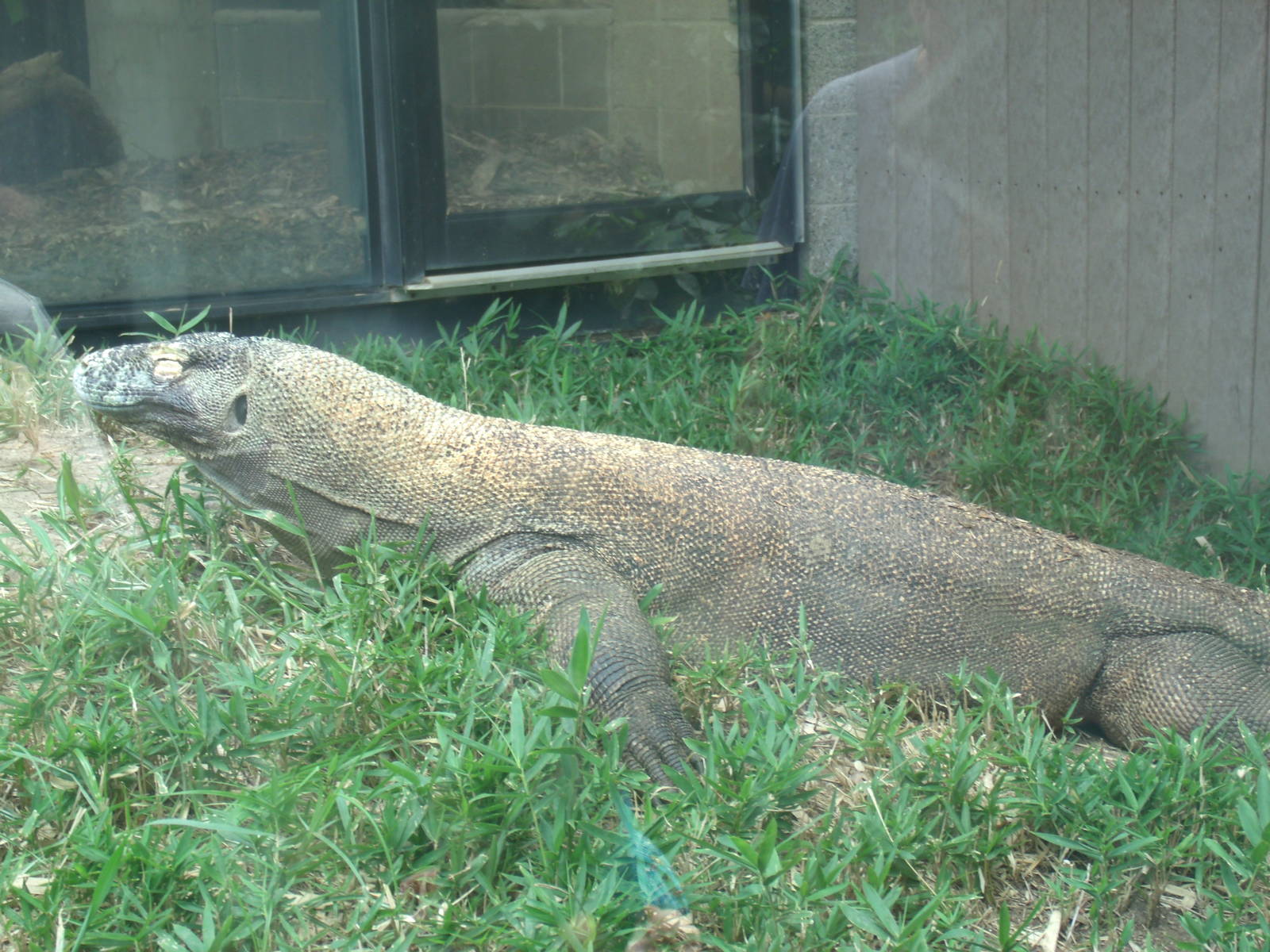 Komodo Dragon