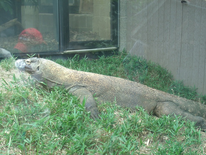 Komodo Dragon