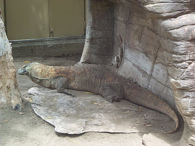 komodo dragon