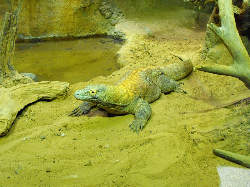 Komodo Dragon