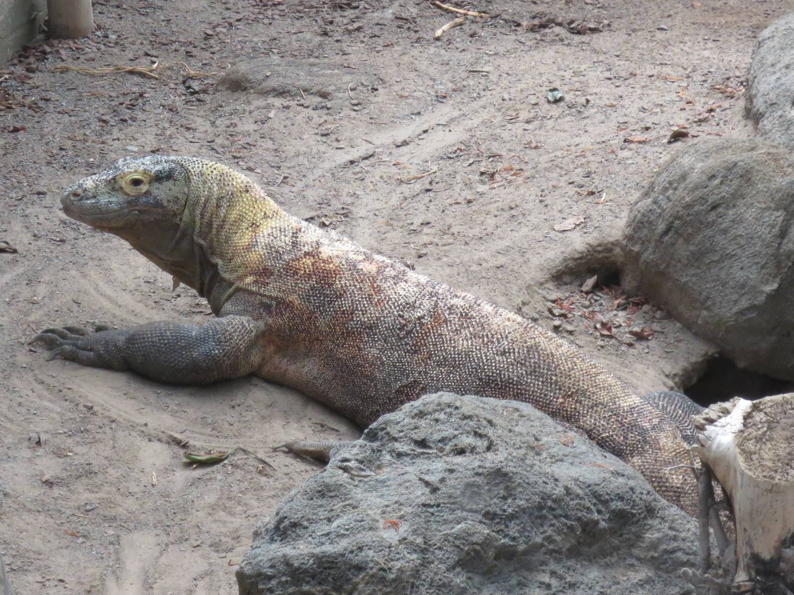 Komodo Dragon