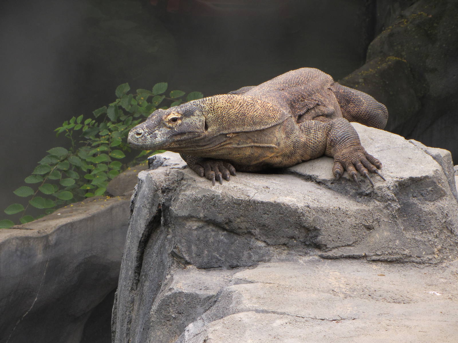 Komodo Dragon