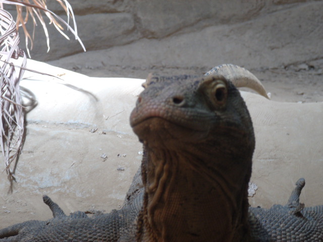 Komodo Dragon