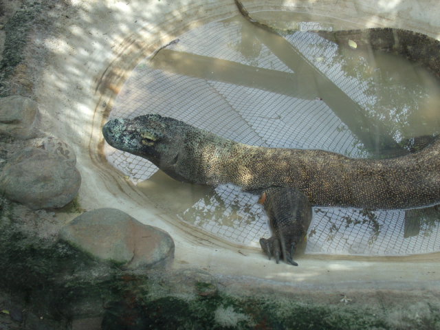 Komodo Dragon