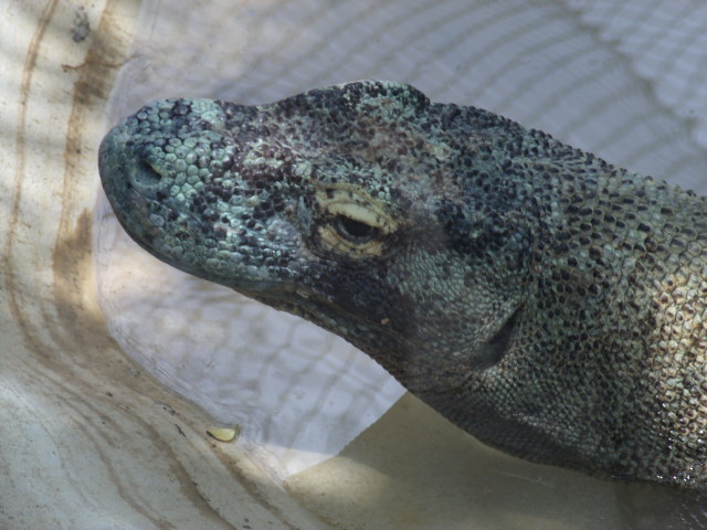 Komodo Dragon