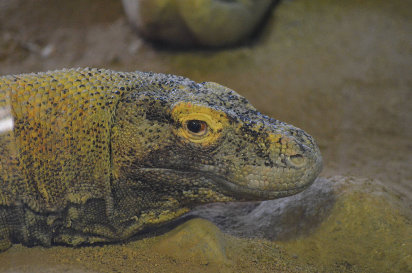 Komodo Dragon