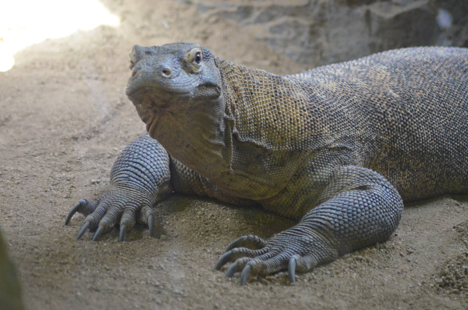 Komodo Dragon