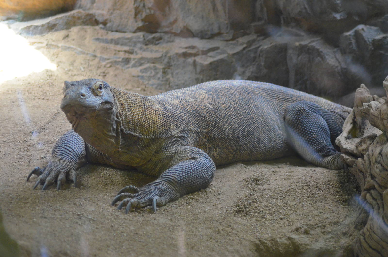 Komodo Dragon