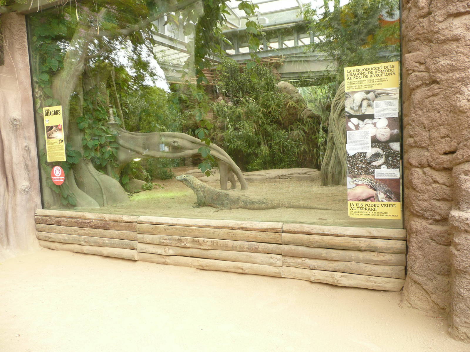Komodo dragon