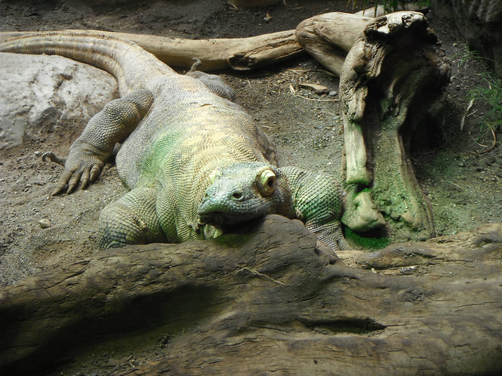 Komodo Dragon