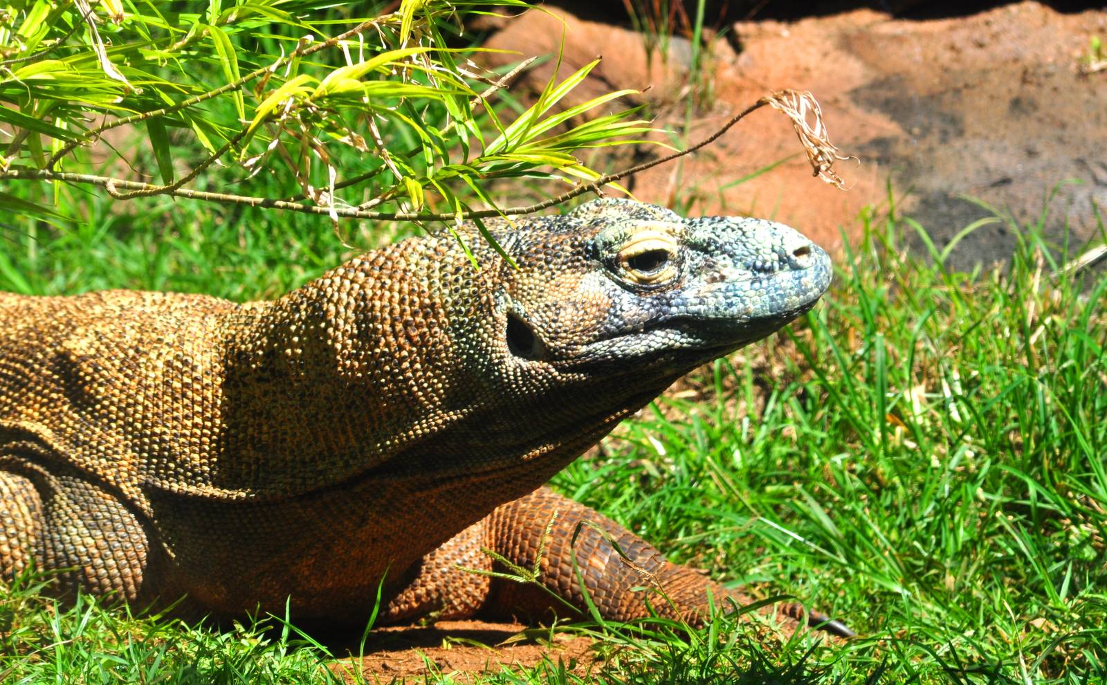 Komodo Dragon