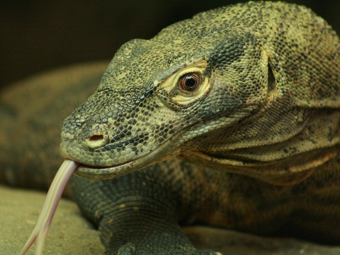 Komodo Dragon
