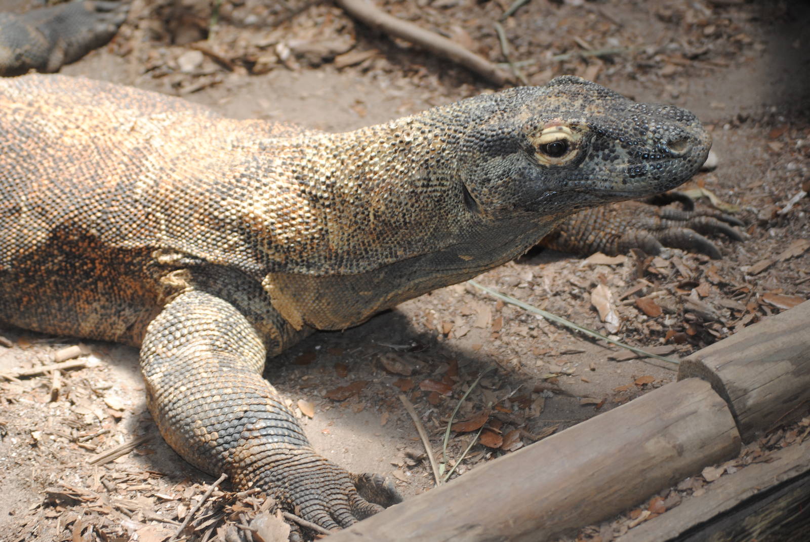 Komodo Dragon