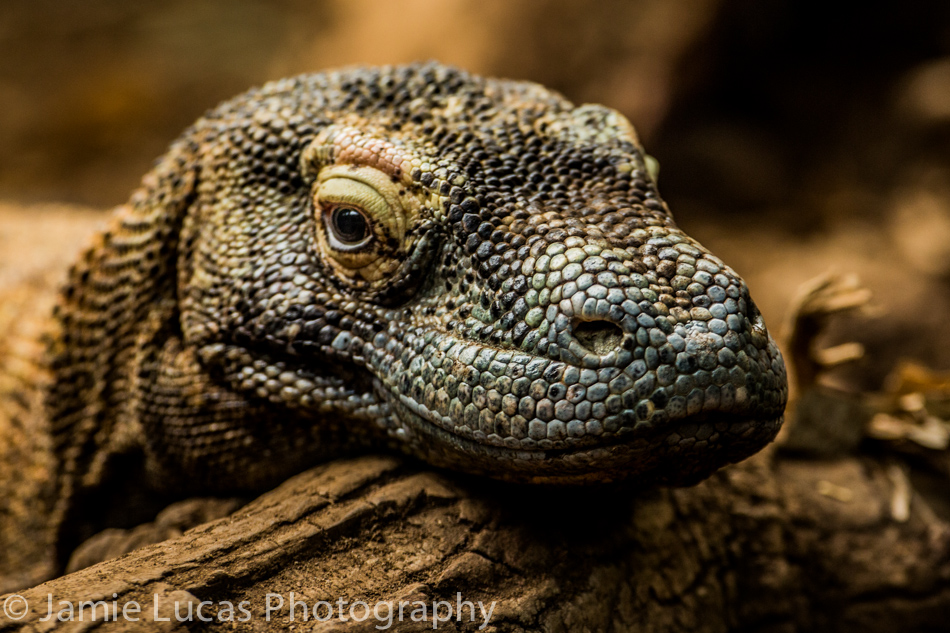 Komodo Dragon