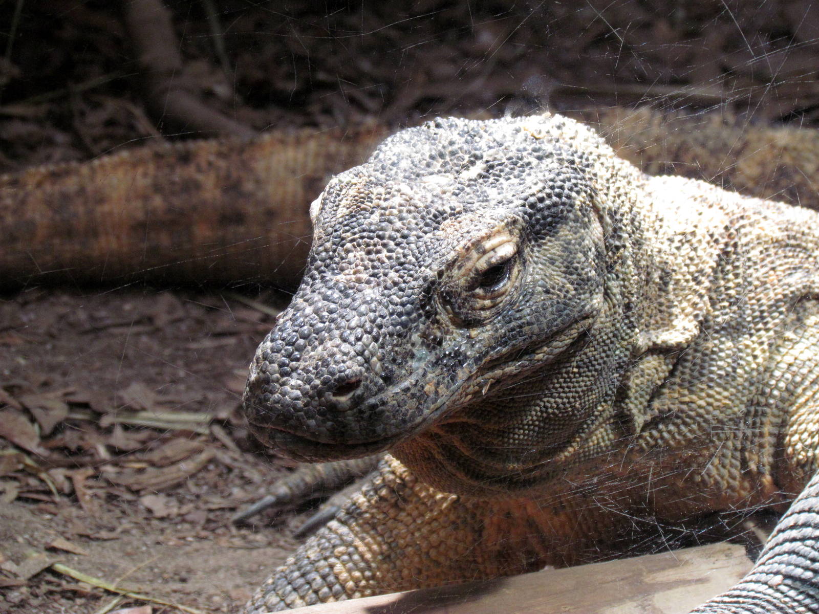 Komodo Dragon