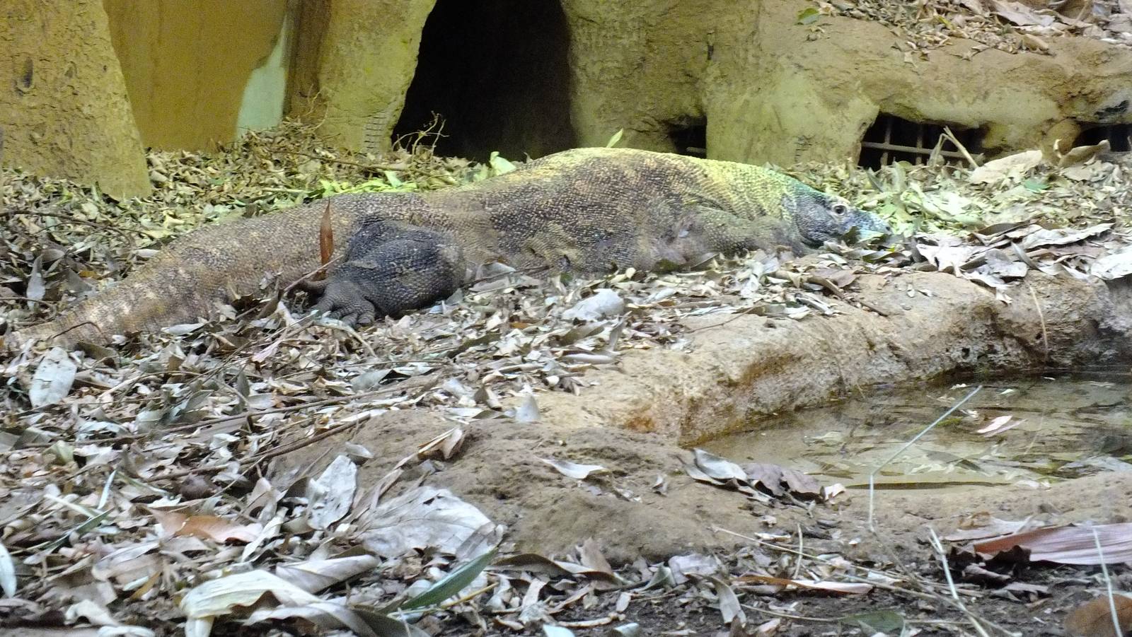 Komodo Dragon