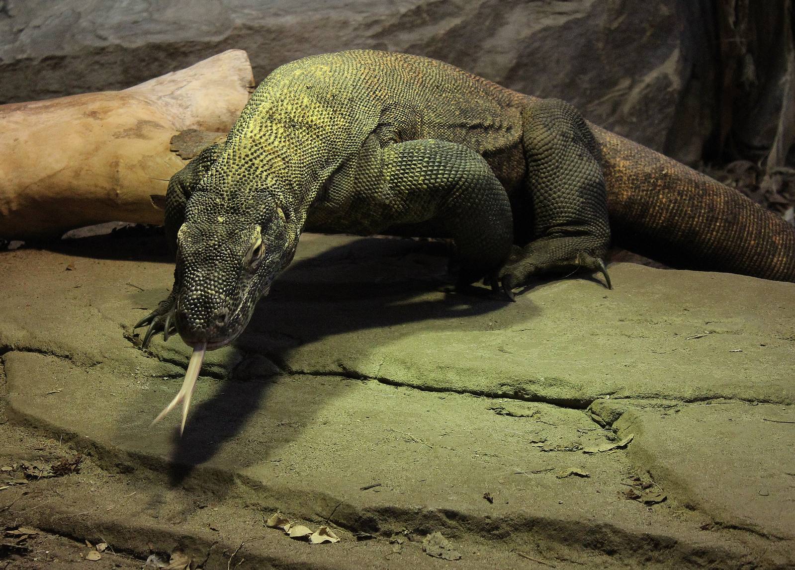 Komodo Dragon