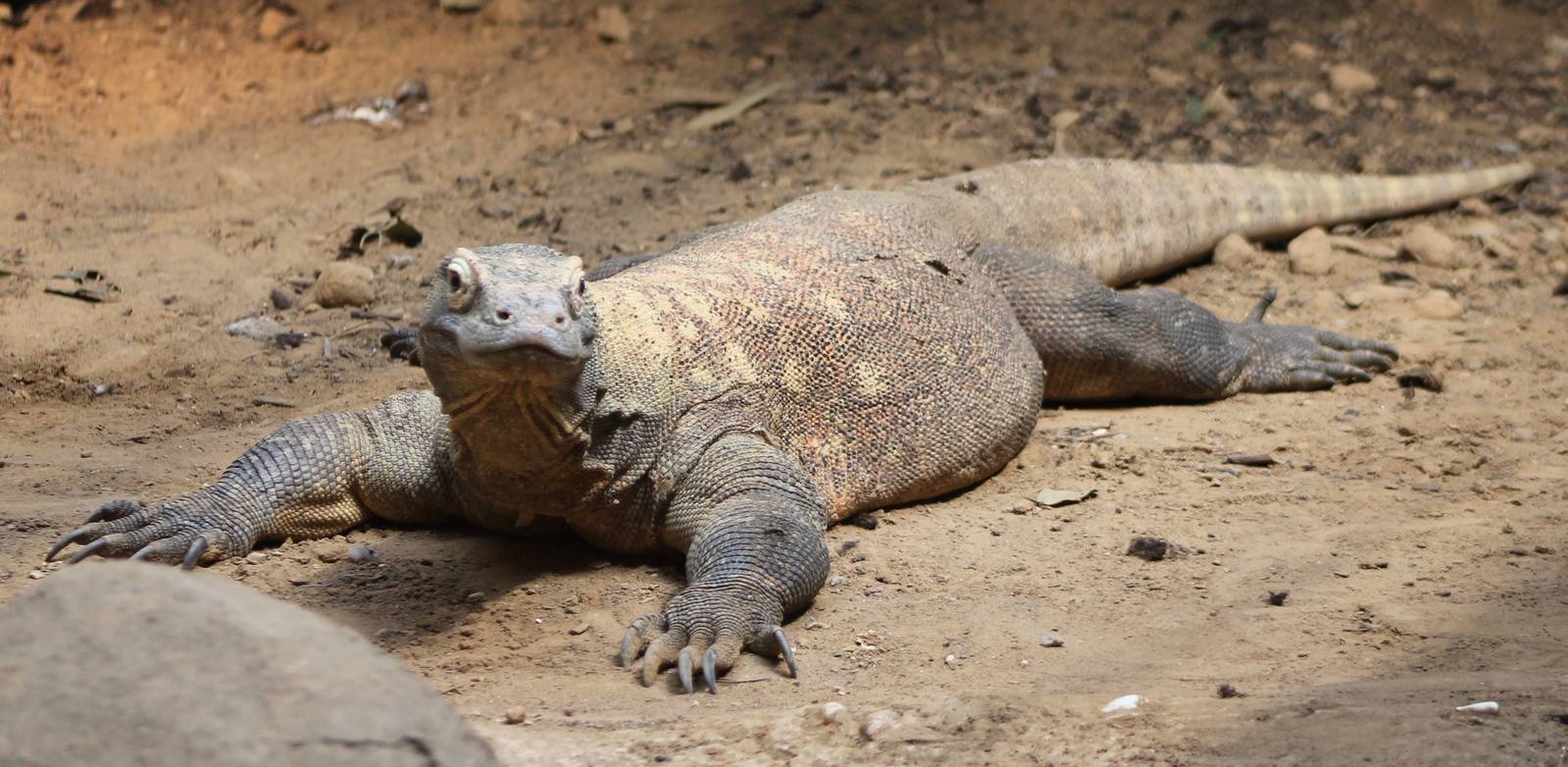 Komodo dragon