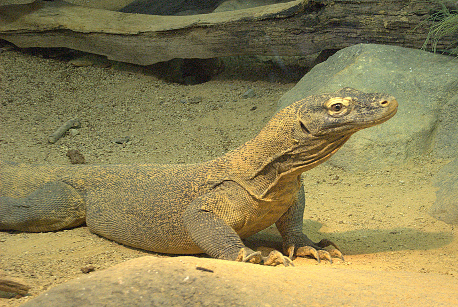 Komodo Dragon