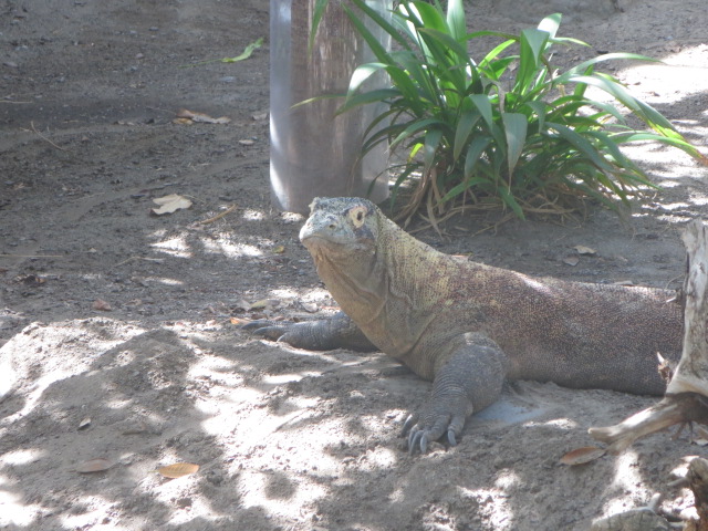 Komodo Dragon