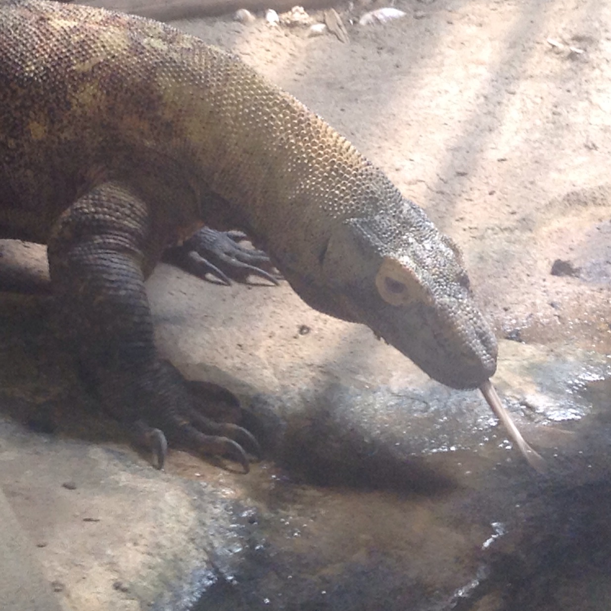 Komodo Dragon.