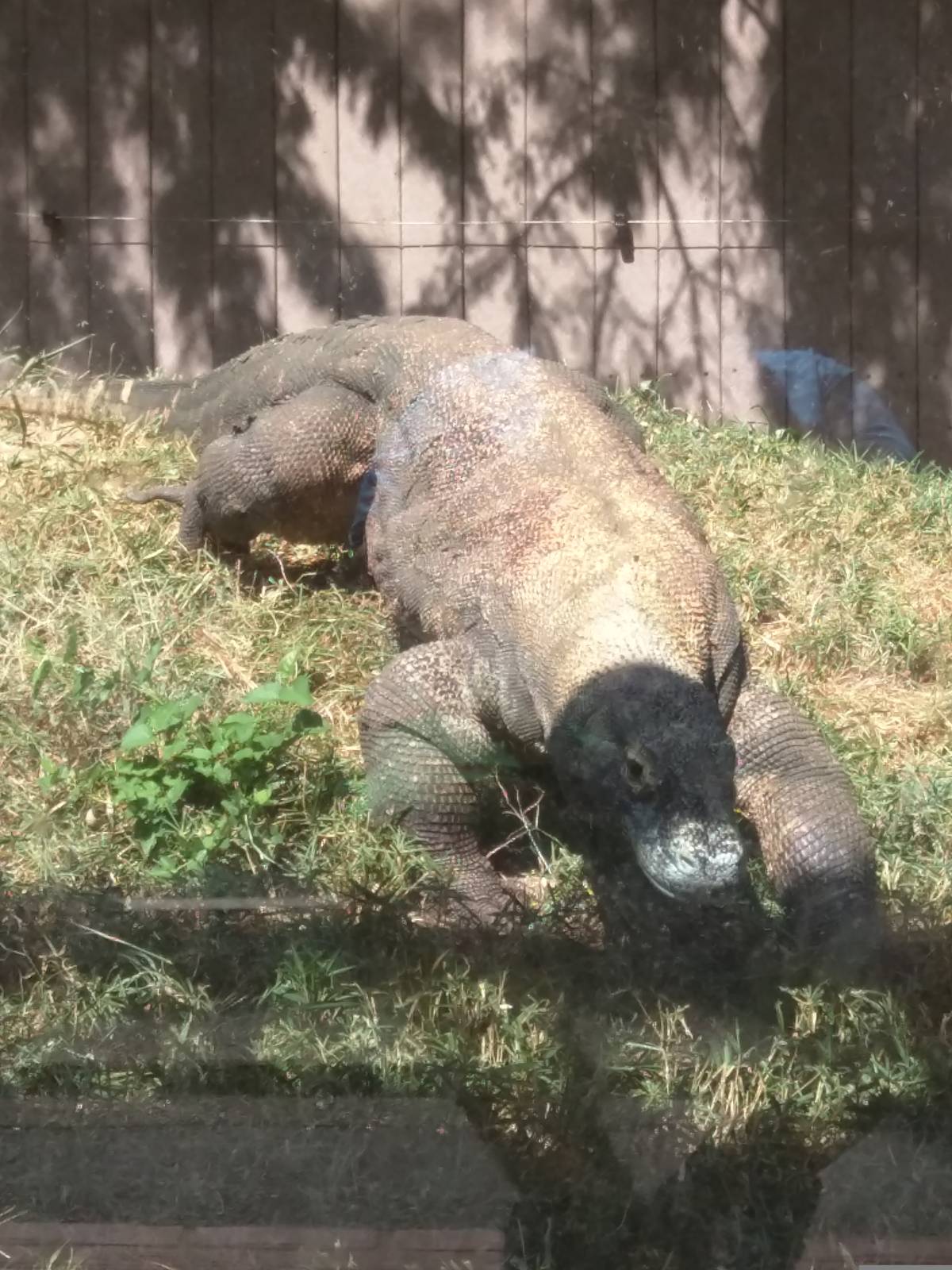 Komodo dragon