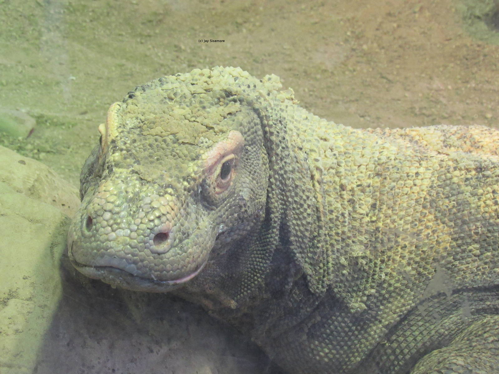 Komodo Dragon