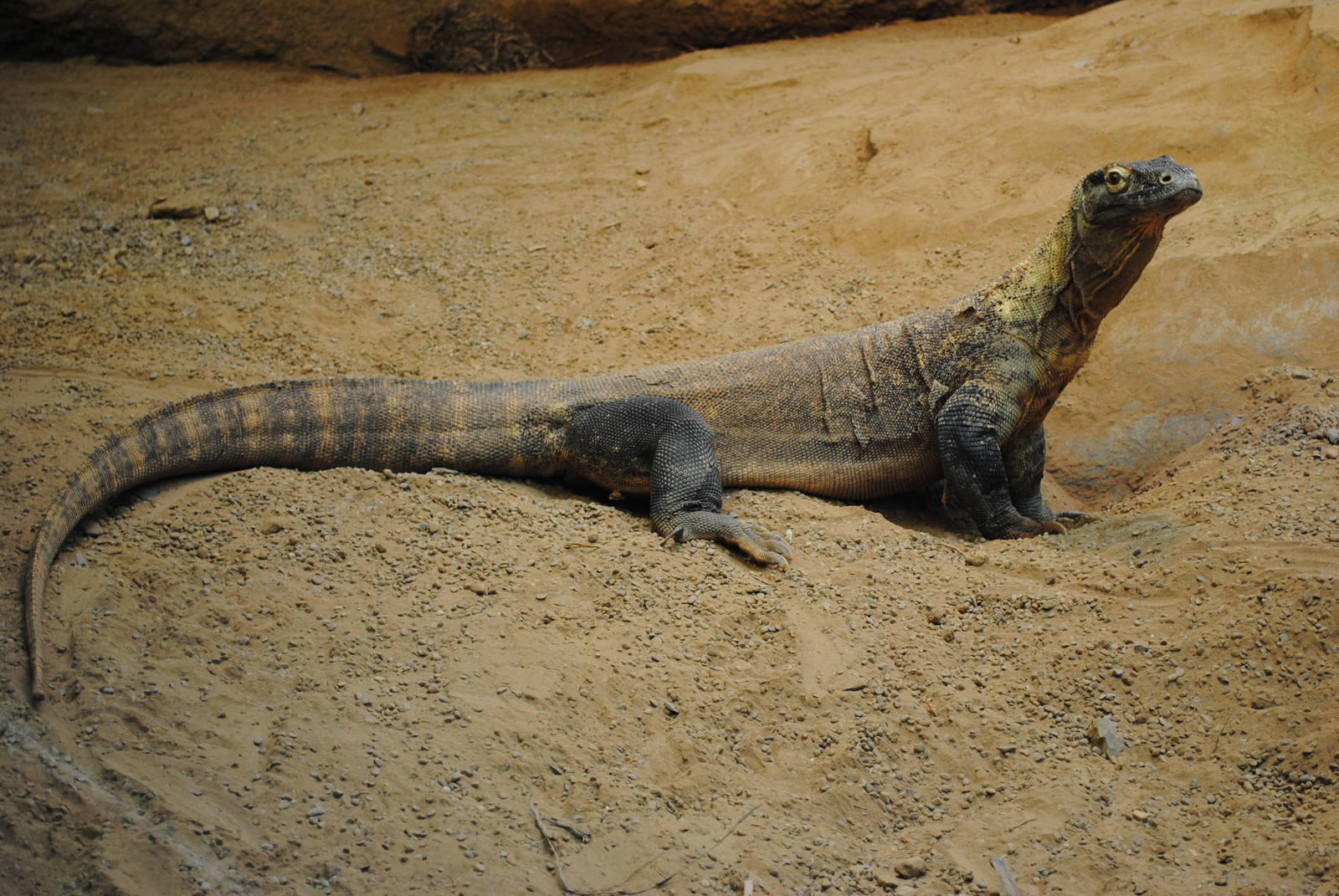 Komodo Dragon